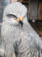 The red kite bird - medium-large bird of prey in the family Accipitridae