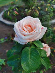 White-pink rose grows in the garden. Flower close up