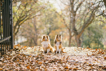 Portrait of two dogs gold shelties colies sitting in the park in autumn with dry leaves