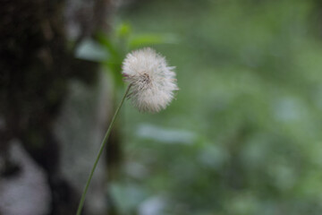 dandelion in the wind