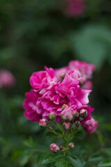 pink and purple flowers