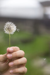 hand holding dandelion