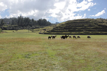 cuzco