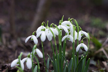 Blooming bush of snowdrops in the forest. Early spring white flowers, background