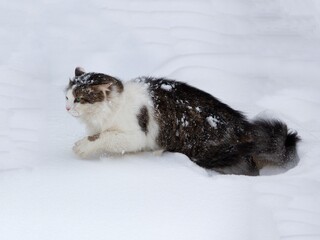 Winter walk of fluffy cat