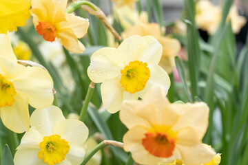 bright multi-colored flowers in the garden, different varieties of flowers and a green lawn in the backyard, bright spring live flowers, background image, selective focus, tinted image