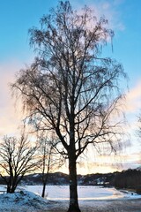A tree lit at sunset