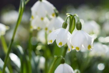 Leucojum vernum - early spring snowflake flowers in the forest. Blurred background, spring concept