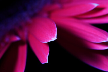 close up of pink flower