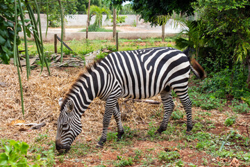Fototapeta na wymiar zebra eating grass in park