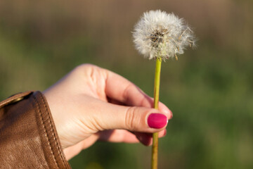 Fototapeta premium Fluffy dandelion flower in hand among the field. Young woman holds Dandelion in hand with pink manicure. Spring, background