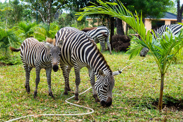 Fototapeta na wymiar baby zebra and zebra eating grass in front of other zebras