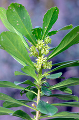 Spring wildflowers: Daphne laureola