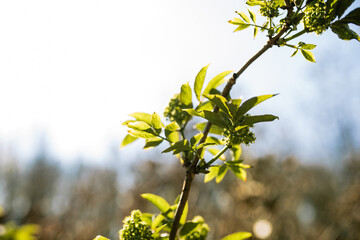 blooming tree in spring, leaves bloom, young green leaves 