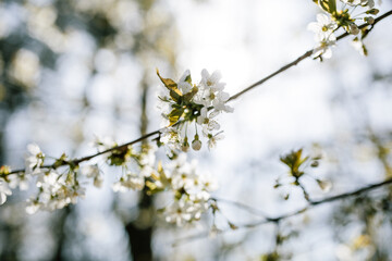 sakura branch cherry blossoms in the forest, sunny spring weather 