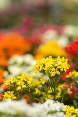 flowers in the garden