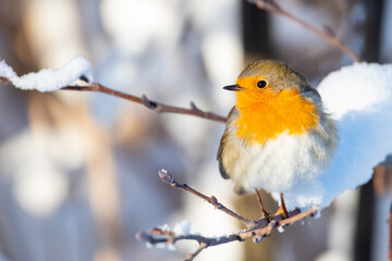 robin in snow