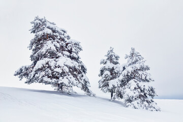 Snowy pine trees