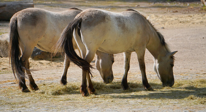 Horses are eating grass Stock Photo Stock Images Stock Pictures