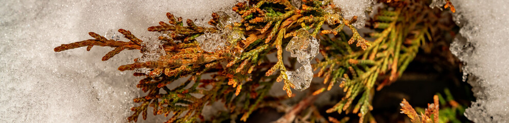 Close-up of ice drop on the plant at winter time. Colorful detail macro panoramic banner shot.