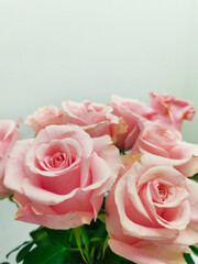 Pink rose bud close up. Bouquet on a white background