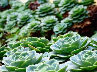 cabbage