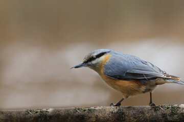Fototapeta premium A nuthatch, with a broken lower part of its beak, sits on a horizontal branch against a blurry background...