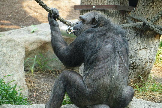 Monkey is playing with rope at zoo Stock Photo Stock Images Stock Pictures