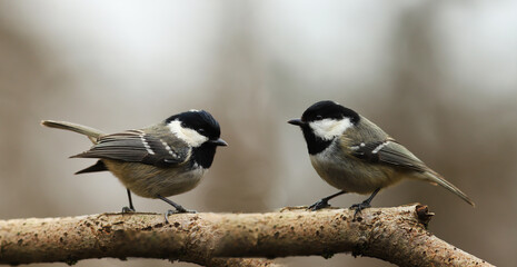 Two Coal tit sit on a branch opposite each other, on a blurry gray background, one of them is ready to enter into conflict...