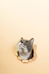 A gray cat peeks out of a hole in the paper, template, blank for the design on a yellow background. Copy space.