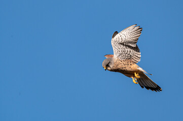 Male kestrel bird of prey, Falco tinnunculus, hovering hunting for prey