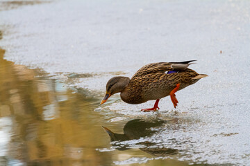 duck walking on thin ice to the water
