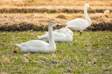 麦畑の白鳥