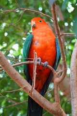 Male Australian King Parrot On The Tree Stock Photo Stock Images Stock Pictures