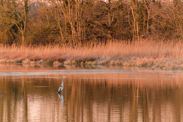 Great blue heron at sunrise