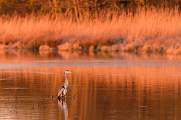 Great blue heron at sunrise