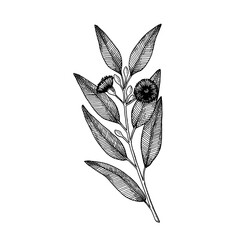 Eucalyptus branches with Flower and leaves. Hand drawn vector illustration in sketch style.