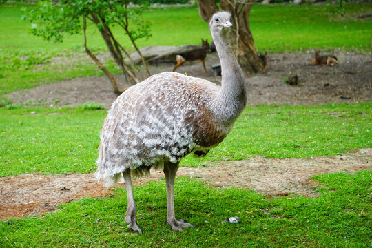 Ostrich Walking Stock Photo Stock Images Stock Pictures