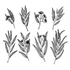 Eucalyptus branches with Flower and leaves. Hand drawn vector illustration in sketch style.