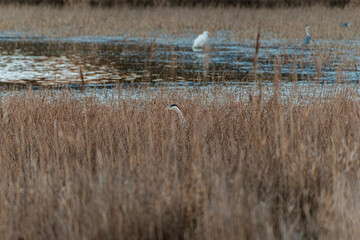 Heron between reeds in the lake