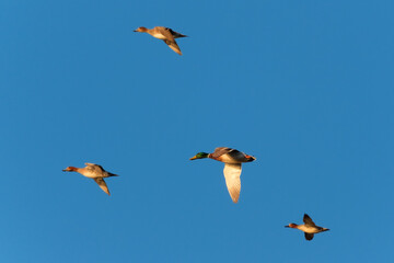 Geese in flight at sunrise
