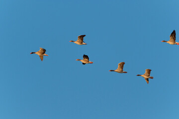 Geese in flight at sunrise