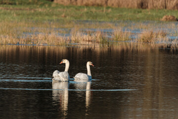 Two swans on the lake at sunrise
