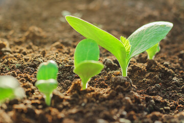 young plantings of cucumbers. vegetables are grown in a greenhouse on the farm. growing organic food.