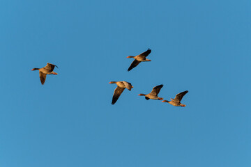 Geese in flight at sunrise