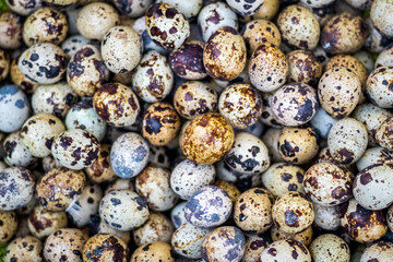 Many Quail eggs background pattern.