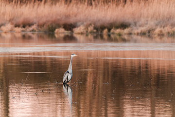 Great blue heron in the swamp at sunrise