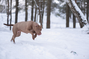 Fast purebred American Pit Bull Terrier running in the snow.