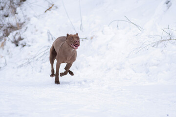 Fast purebred American Pit Bull Terrier running in the snow.