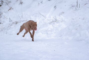 Fast purebred American Pit Bull Terrier running in the snow.